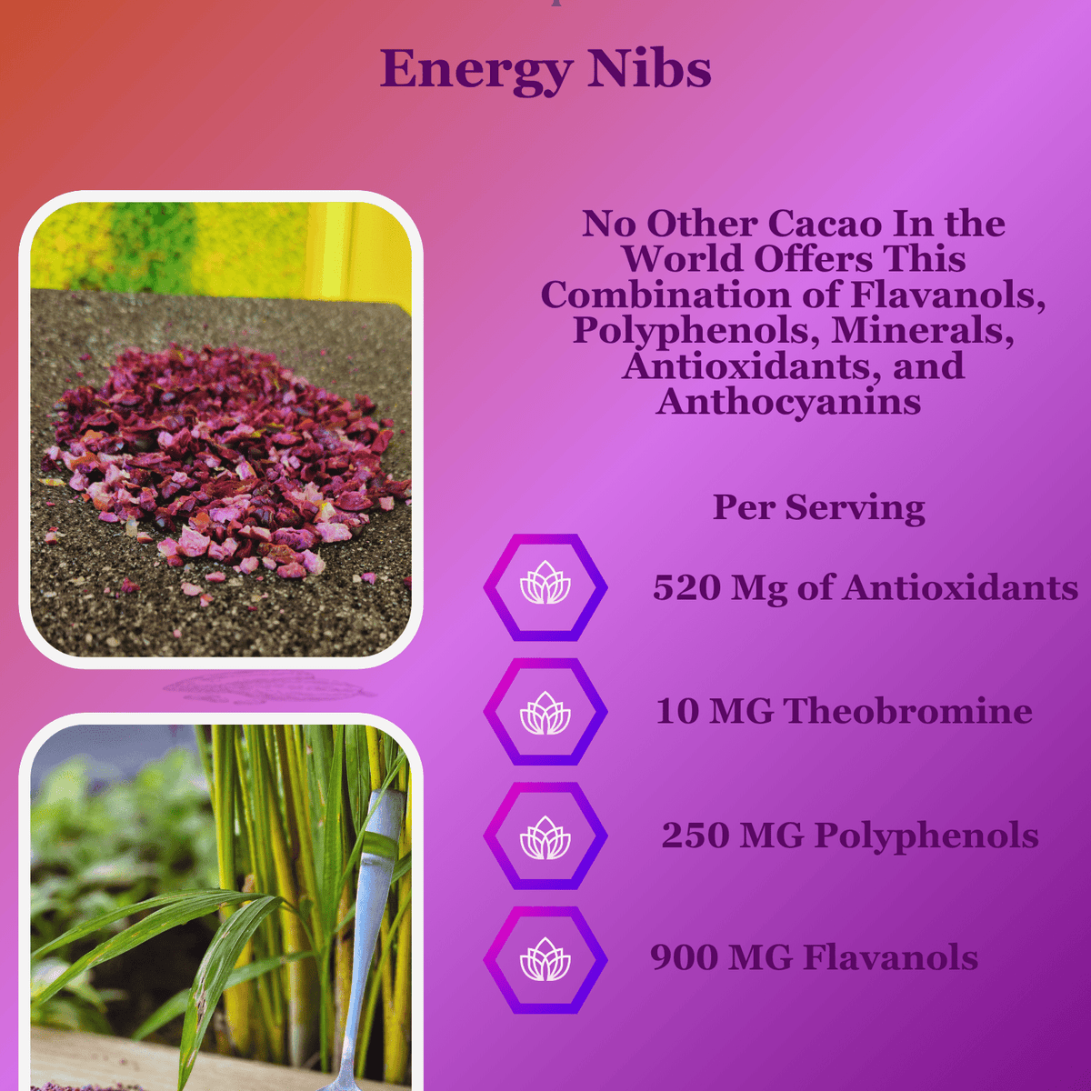 Vital Purple: High Flavanol Cocoa Nibs 10z | High Antioxidant | Low Cadmium | Raw Cacao - Natural Zing