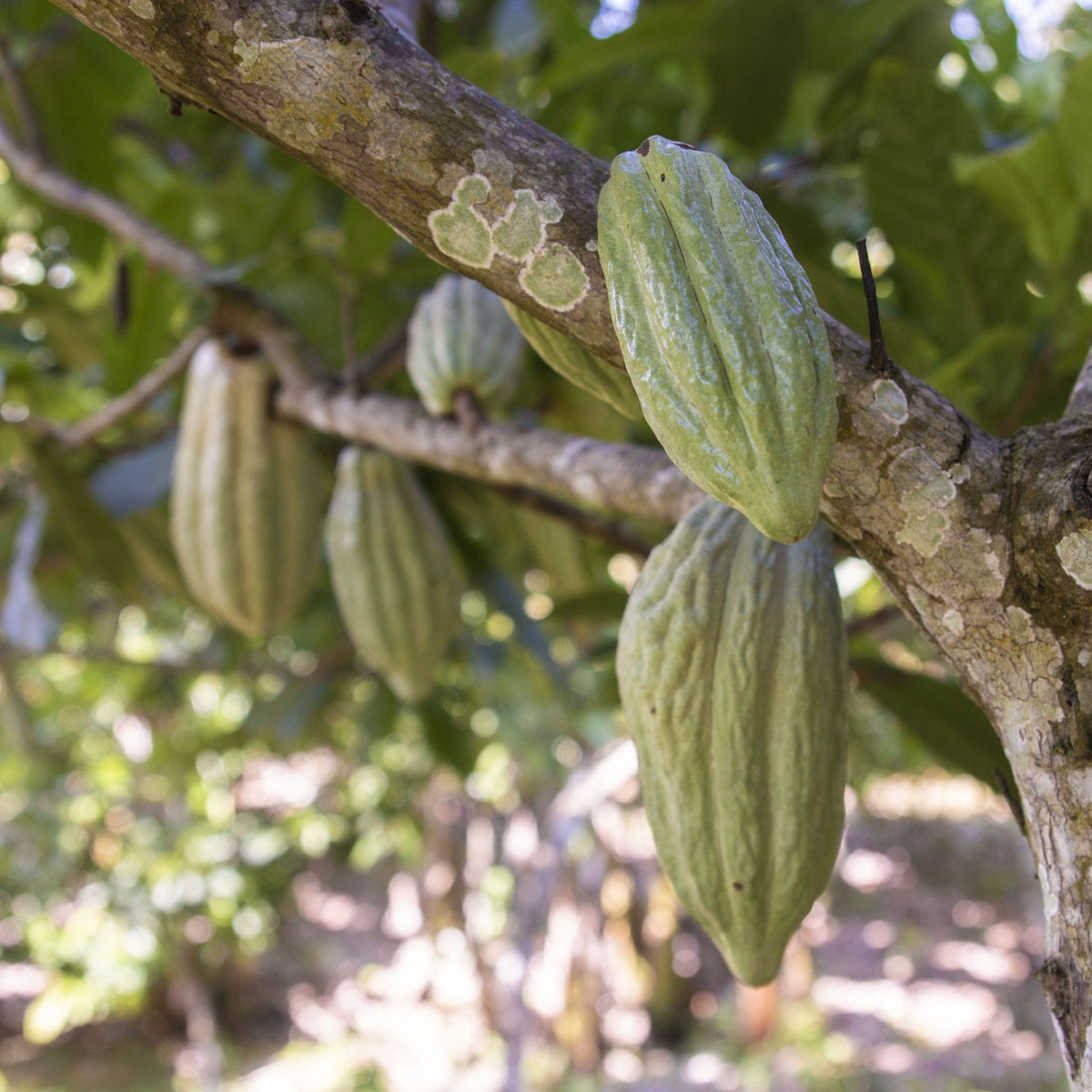 Cacao Beans 8 oz- Criollo - Natural Zing