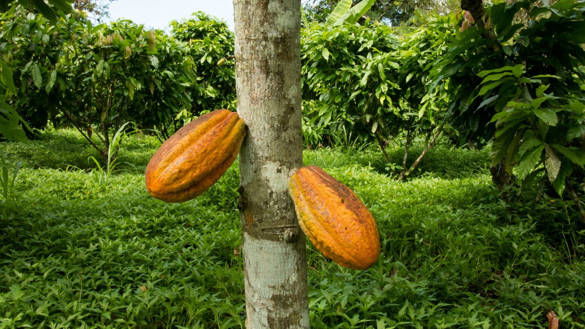 Cacao Butter 8 oz- Criollo - Natural Zing