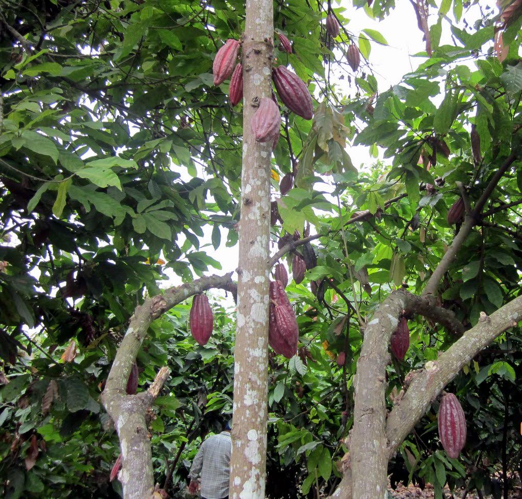 Raw Cacao Nibs 16 oz - Arriba Nacional