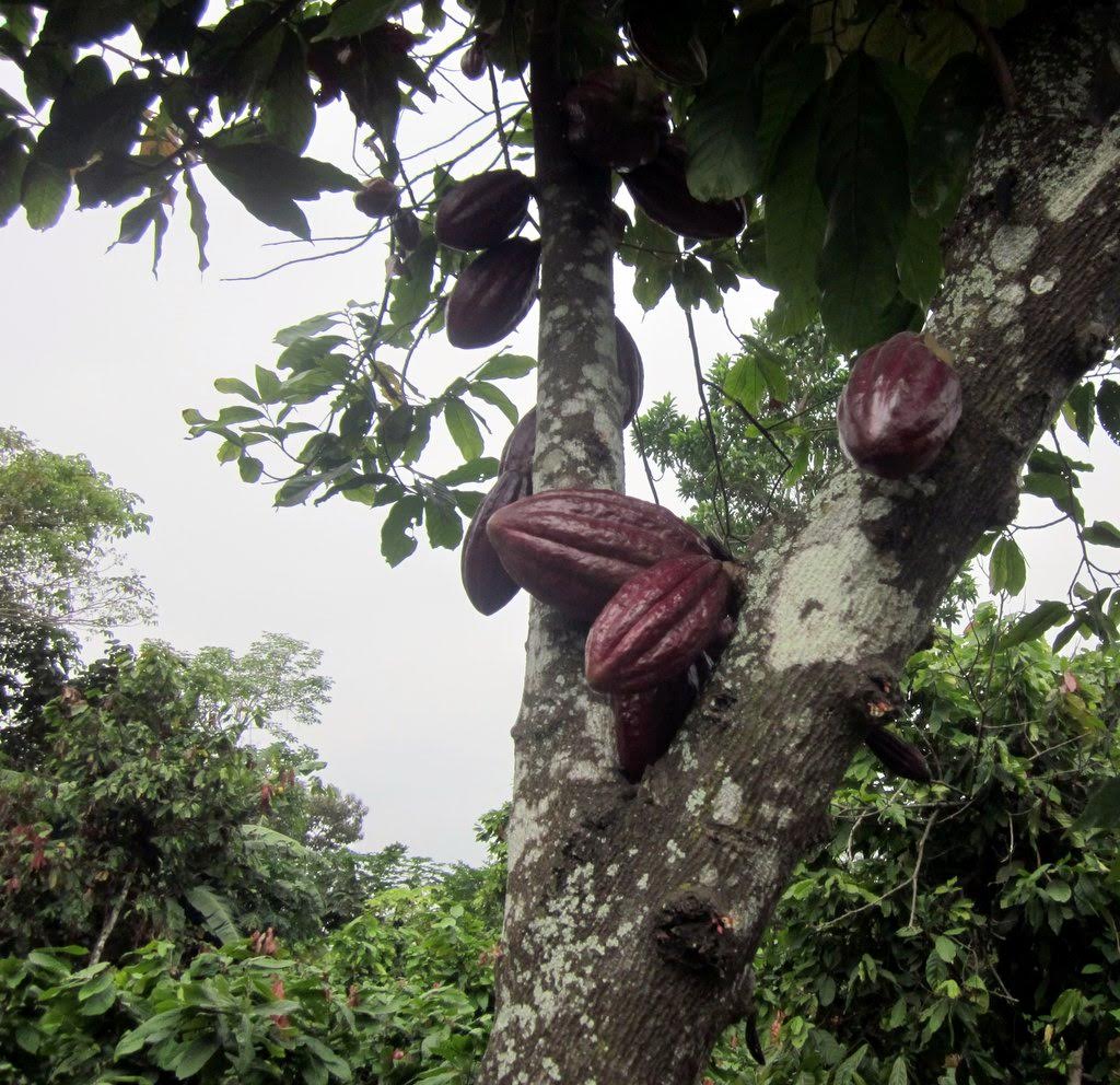 Raw Cacao Nibs 16 oz - Arriba Nacional