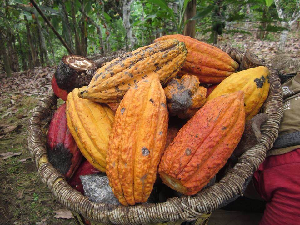 Raw Cacao Nibs 8 oz - Arriba Nacional