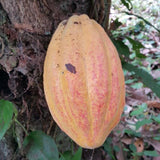 Cacao Nibs 8 oz- Arriba Nacional - Natural Zing