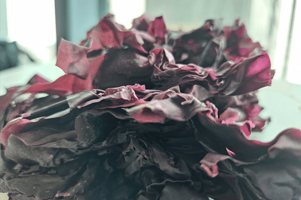 Easy Ways to Enjoy Dulse and Sea Veg This Fall - Natural Zing