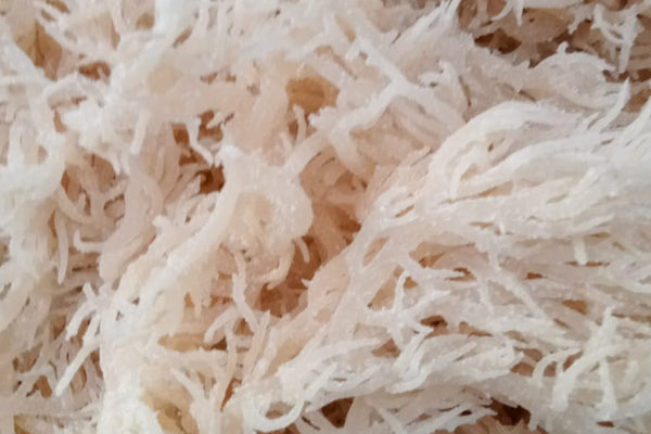 Sea moss