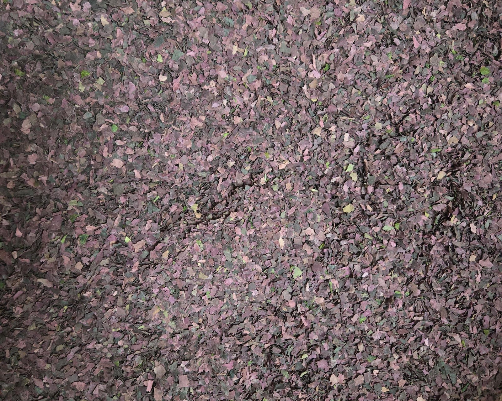 How Sea Veggies Like Dulse Support Vegan Iron Needs - Natural Zing