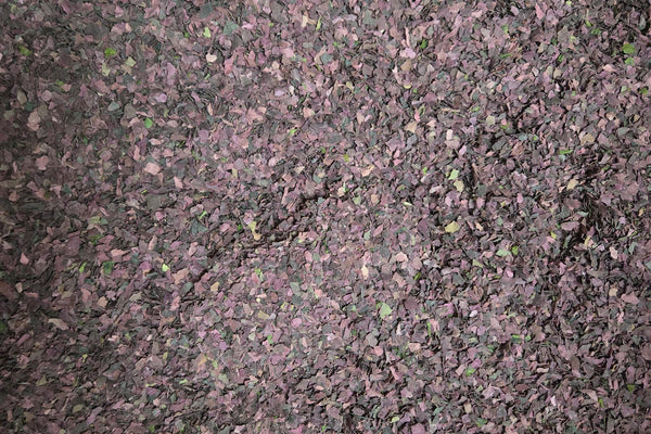 How to Store Dulse Flakes for Fresh Flavor All Winter - Natural Zing