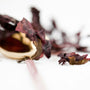 How to Store Dulse Whole Leaf for Fresh Taste All Winter - Natural Zing