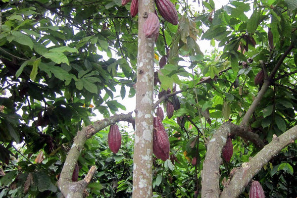 What Sets Jungle Peanuts Apart from the Usual Snack - Natural Zing