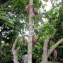 What Sets Jungle Peanuts Apart from the Usual Snack - Natural Zing