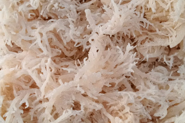 Why Is It So Hard to Find Iron on a Vegan Diet Using Sea Veggies - Natural Zing