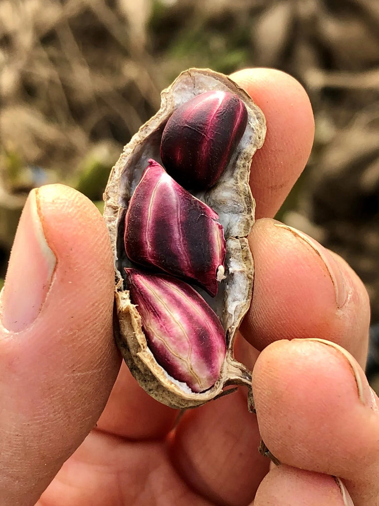 Wild Jungle Peanut Butter: A Sustainable Delicacy from the Amazon with no PUFAs