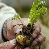 Black Maca Powder - Natural Zing