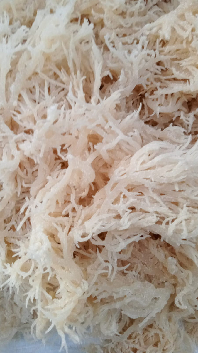 Fresh Irish Sea Moss 8 oz - Natural Zing