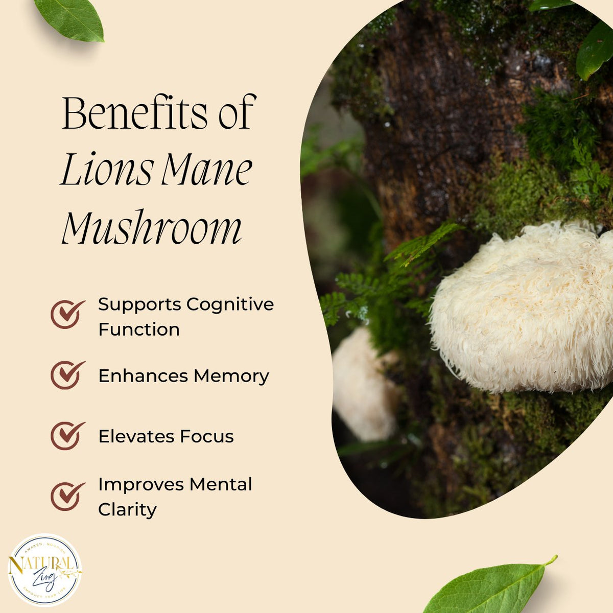 Lion's Mane Mushroom Powder - Natural Zing