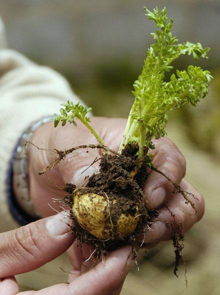 Maca Powder - Natural Zing