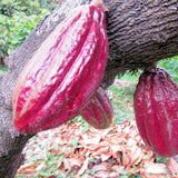 Raw Cacao Butter - Arriba Nacional - Natural Zing