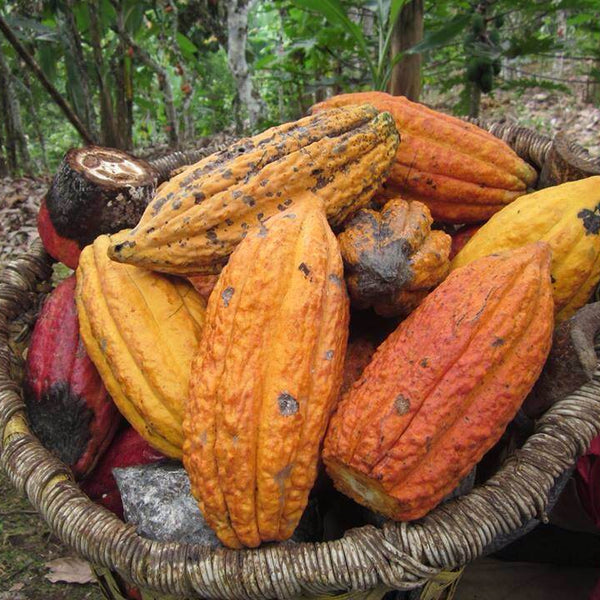 Raw Cacao Butter - Arriba Nacional - Natural Zing