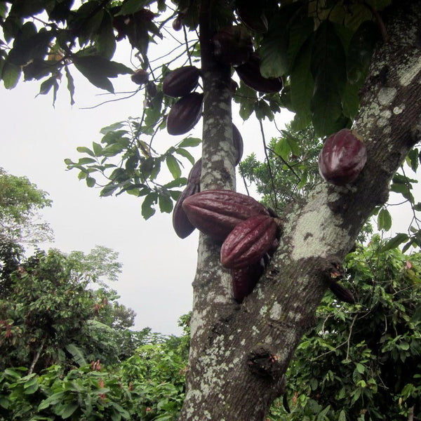 Raw Cacao Butter - Arriba Nacional - Natural Zing