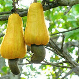 Vietnamese Cashews (New Source) - Natural Zing