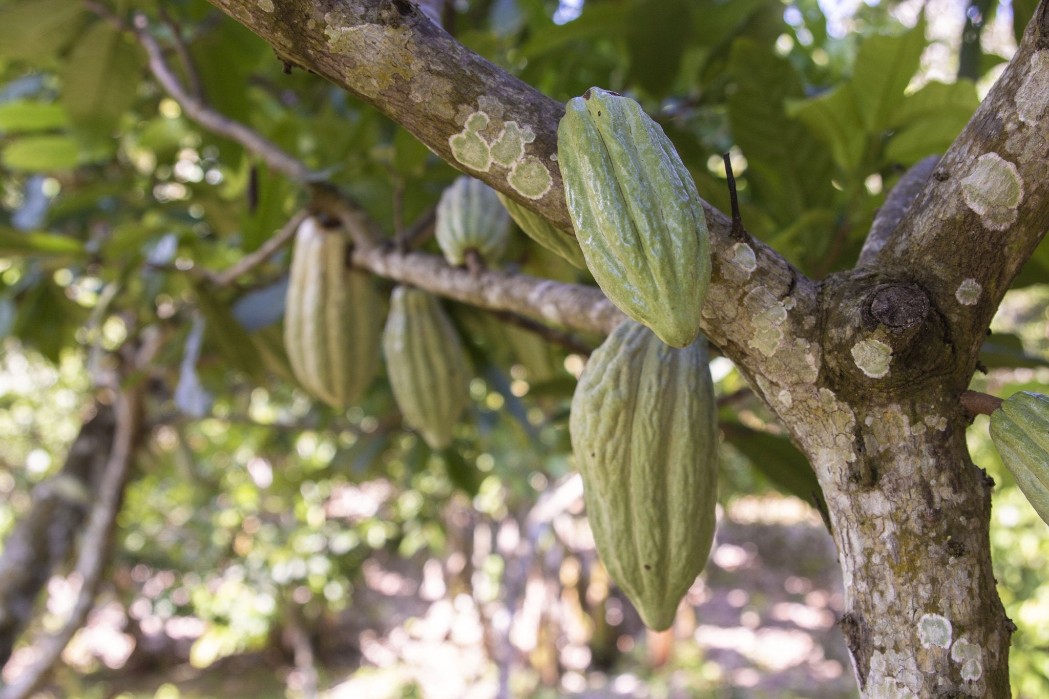 Cacao Beans 16 oz- Criollo - Natural Zing