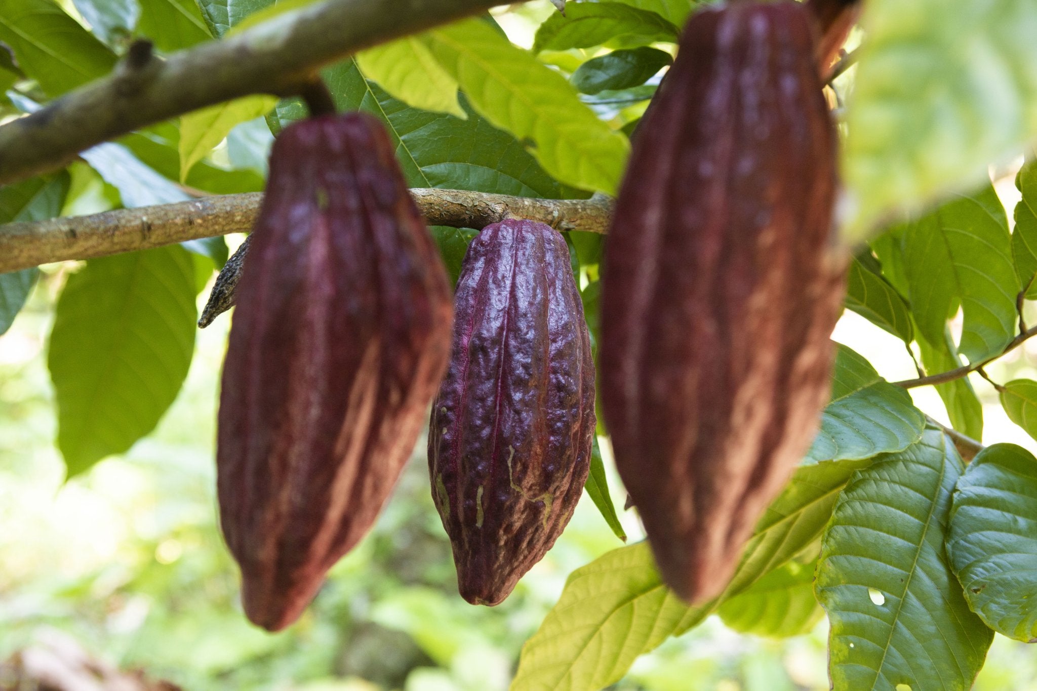 Raw Cacao Beans 8 oz - Criollo