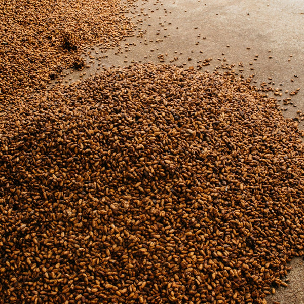 Cacao Butter 8 oz- Criollo - Natural Zing