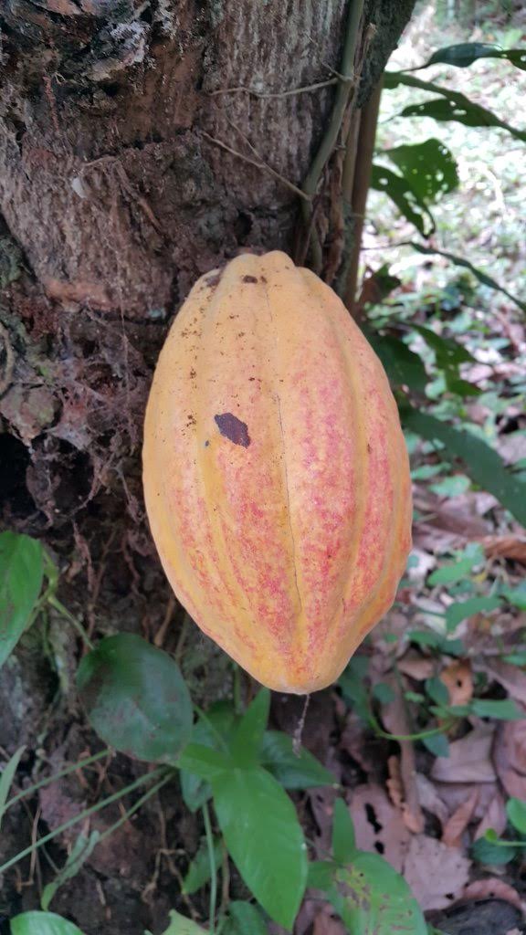 Raw Cacao Nibs 16 oz- Arriba Nacional