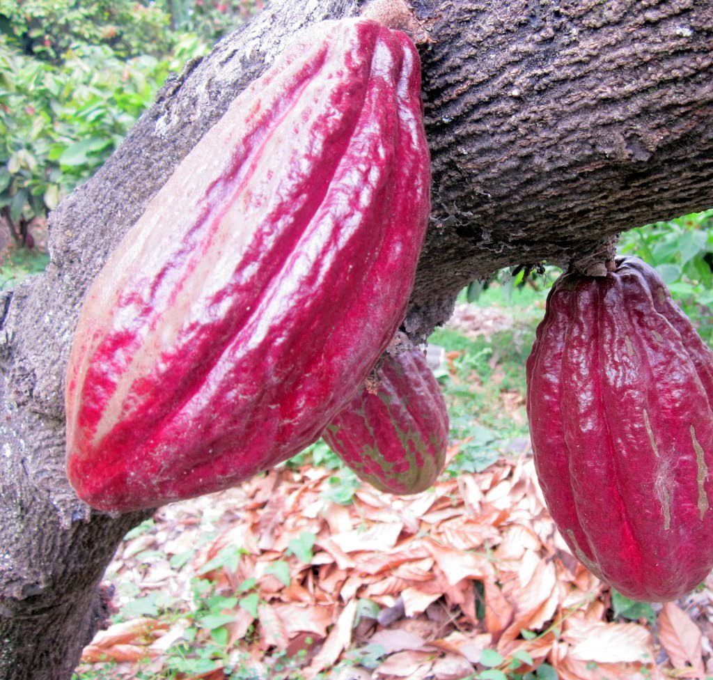 Raw Cacao Nibs - Arriba Nacional