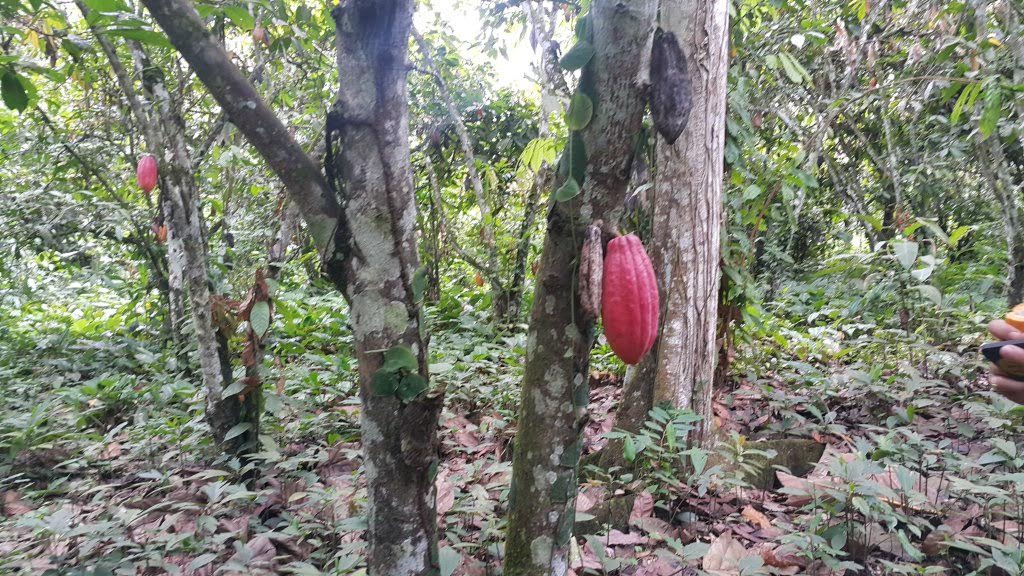 Cacao Nibs 8 oz- Arriba Nacional - Natural Zing