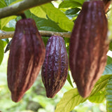 Cacao Nibs 8 oz- Criollo - Natural Zing