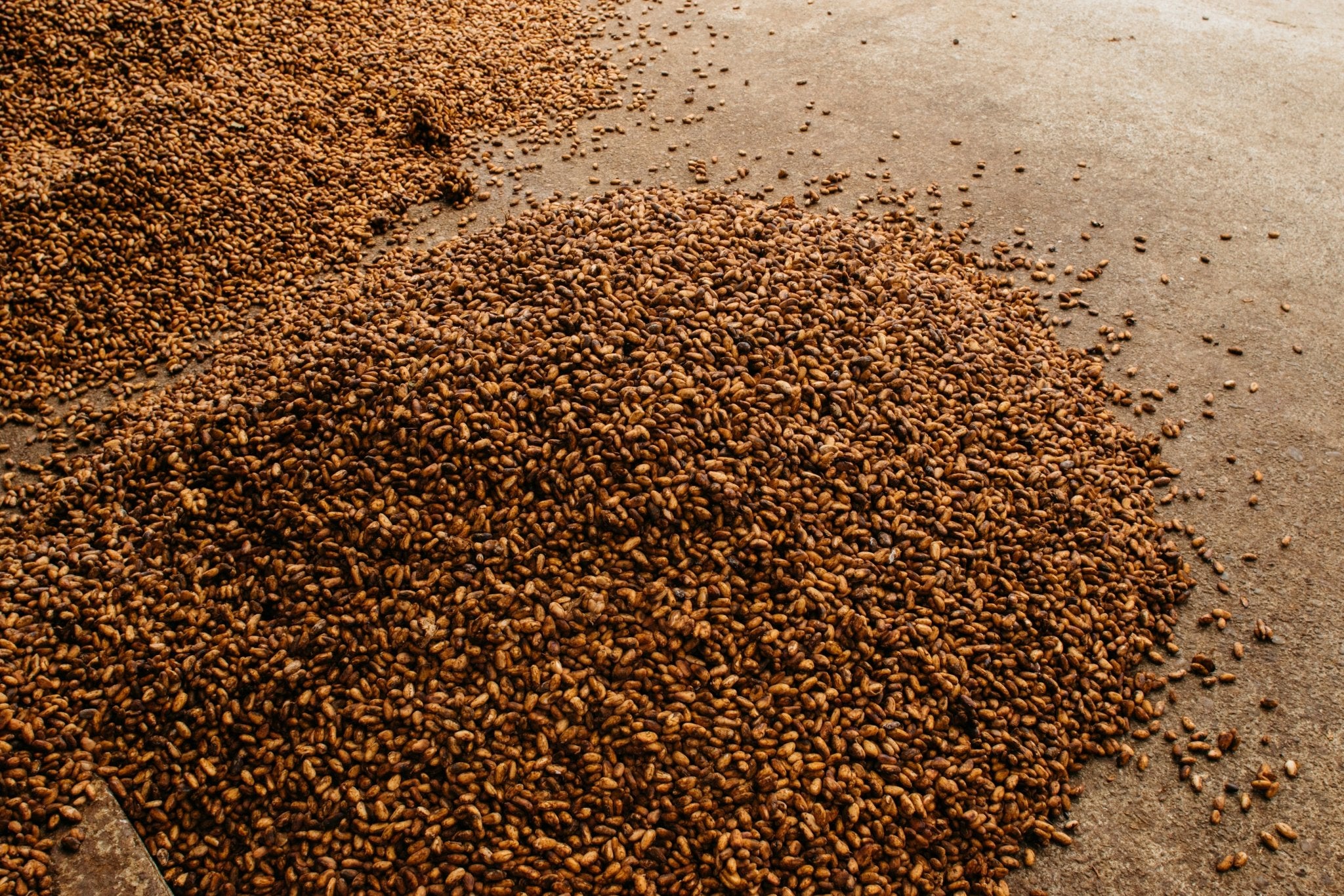 Cacao Powder 16 oz- Criollo - Natural Zing