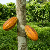 Cacao Powder 8 oz- Criollo - Natural Zing