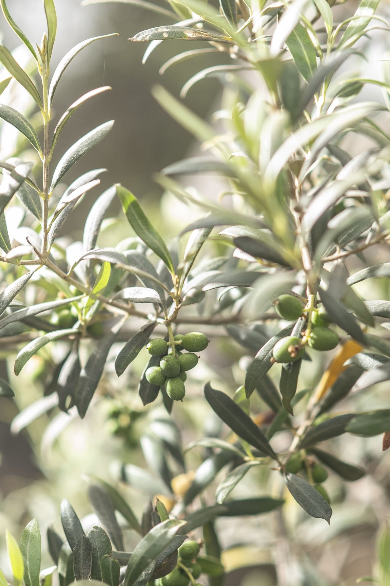 Peruvian Green Olive Paste 7 oz
