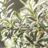 Peruvian Green Olive Paste 7 oz - Natural Zing